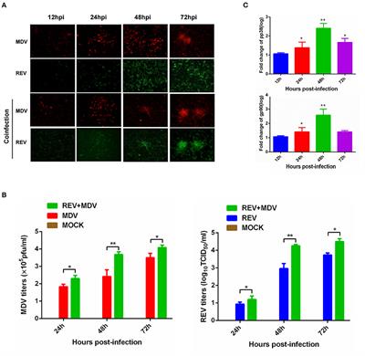 Marek's Disease Virus and Reticuloendotheliosis Virus Coinfection Enhances Viral Replication and Alters Cellular Protein Profiles